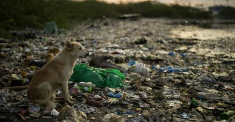 They are some of 1,800 marine mammals and turtles found to have ingested or been entangled by plastic along American coastlines since 2009, according to a report from conservation NGO Oceana. By NOEL CELIS (AFP)