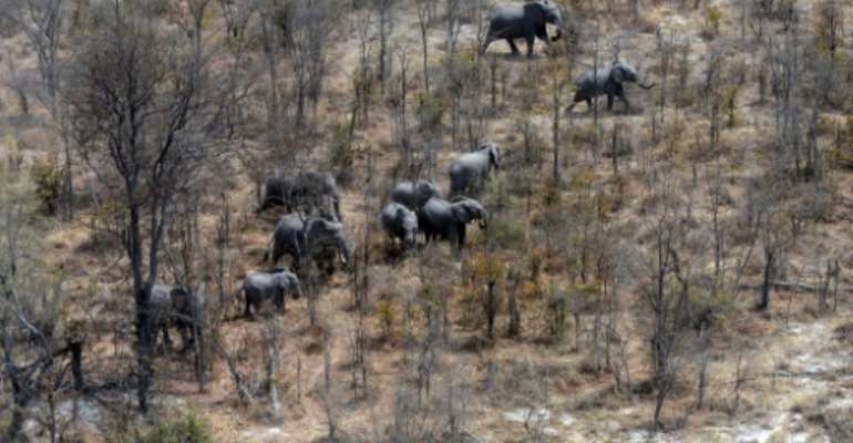 This aerial photograph shows elephants roaming in the plains of the Chobe district in the northern part of Botswana where officials say more than 100 elephants have died due to drought over the past two months. By MONIRUL BHUIYAN (AFP)