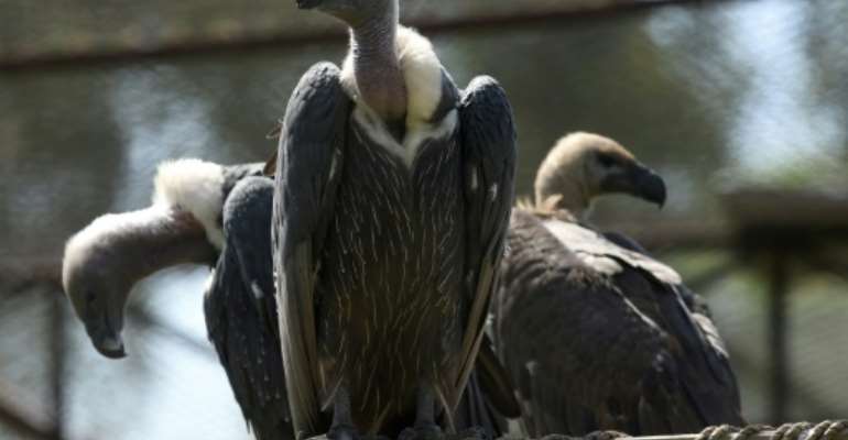 Threats from poisoning and trade for traditional medicines account for 90 percent of reported vulture killings in Africa. By ARIF ALI (AFP/File)