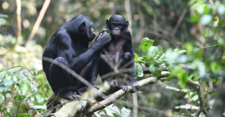 Urban expansion and hunting have pushed chimpanzees, humanity's closest relative in the animal kingdom, into shrinking islets of wildness. By Martin Surbeck (Max Planck Institute for Evolutionary Anthropology/AFP/File)