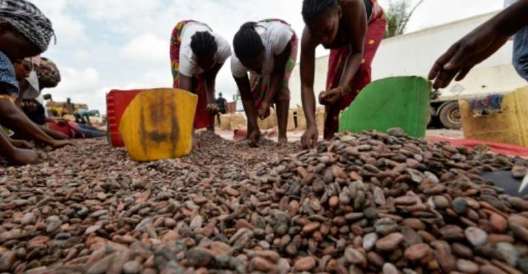 Women sort cocoa beans in Ivory Coast on July 3, 2019. By Sia KAMBOU (AFP/File)