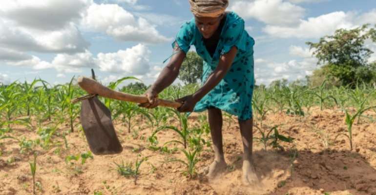 Zimbabwe has been struggling with a poor harvest following a crippling drought. By Jekesai NJIKIZANA (AFP/File)