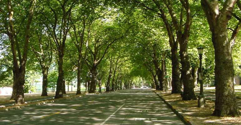 Why The Government Of Ghana Needs To Prioritize Afforestation To Combat Global Warming