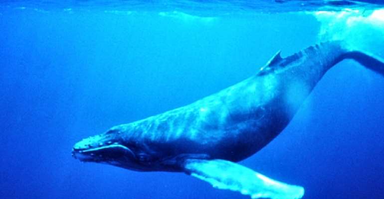 Have you asked the blue whale why it is the biggest animal on earth, corporate employees?