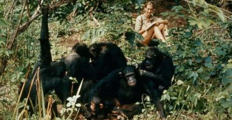 Chimpanzee wins $10,000 art competition