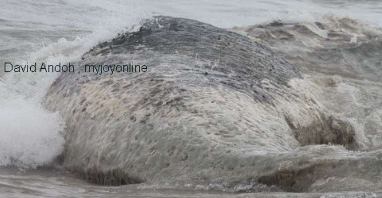 A whale washes ashore Kokrobite beach in Accra, Monday.