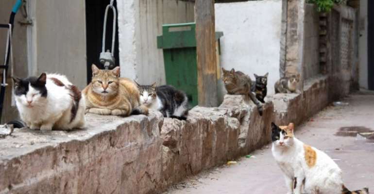 Cats (illustrative photo credit: Rachael Cerrotti/Flash90)