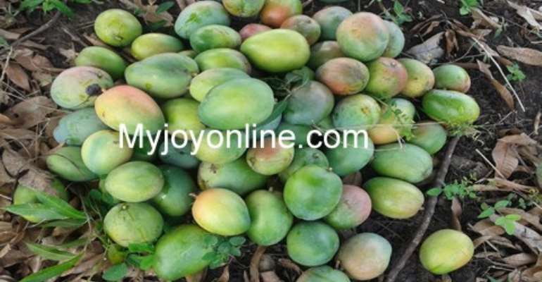 SADA mango project: hundreds of acres of plantations wither due to lack of water