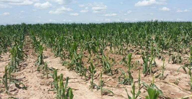 Awaiting the rains - maize production under constraint