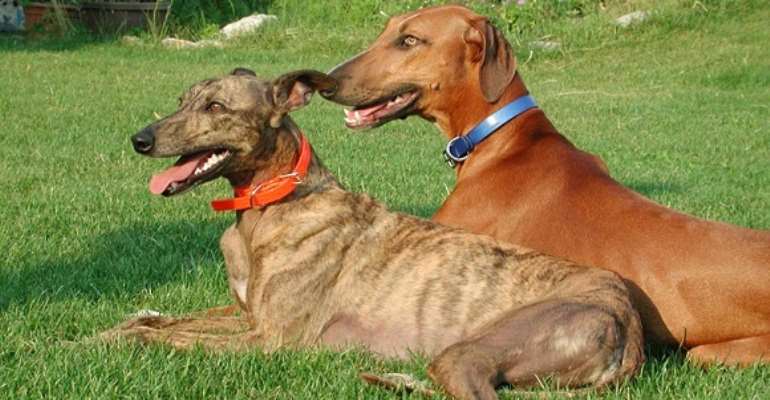 28-Year Old Pepper-Soup Seller Arrested For Stealing Neigbours Dogs