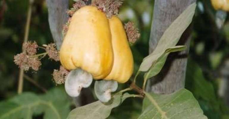 Cashiew Nut