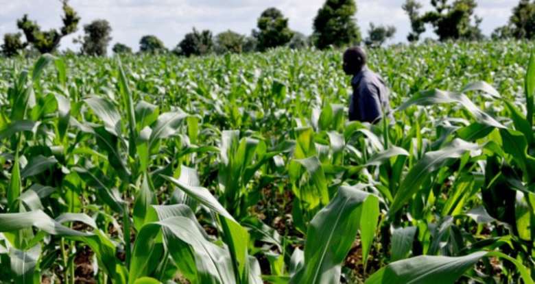 Agriculture is the brightest future of Africa