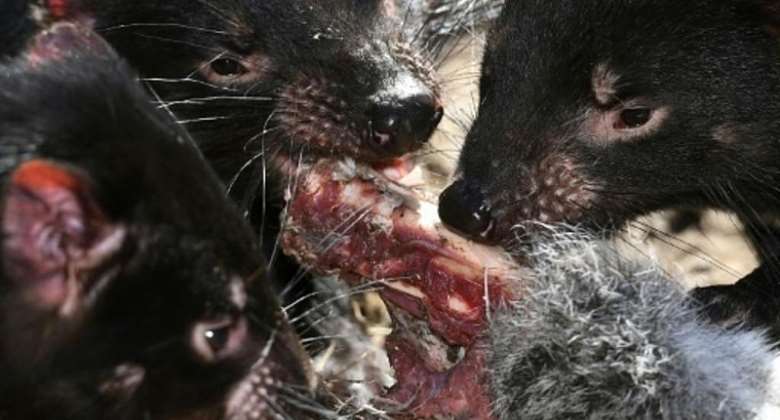 Australian mainland gives Tasmanian Devils a second chance, 3,000 years later
