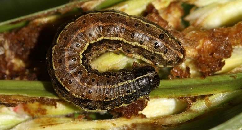 Nigeria set to deregulate TELA Maize variety, resistant to fall armyworm FAW, stem borer, and drought