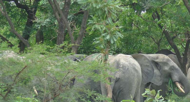 UER: Adopted ways to prevent yearly invasion of elephants — Nabdam Paramount Chief laments