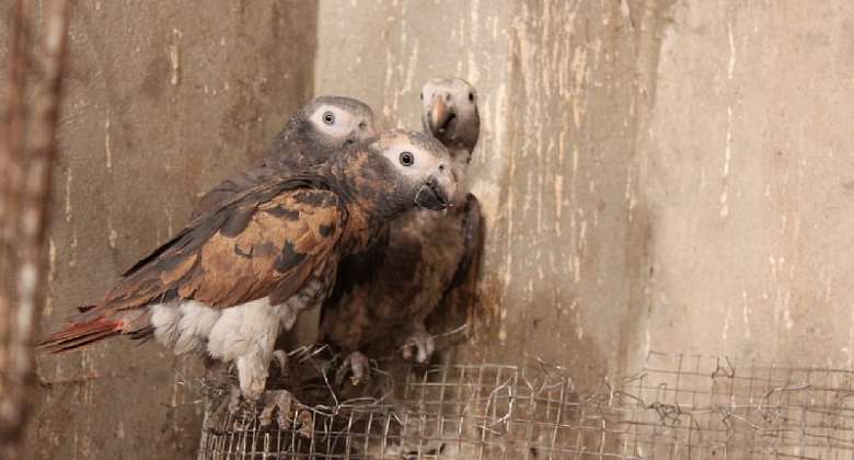 Endangered Timneh parrots in illegal trade in West Africa - Source: Rowan MartinWorld Parrot Trust