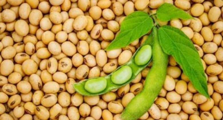 Why was Africa exporting only about 1 of Soya, The King Of Beans?