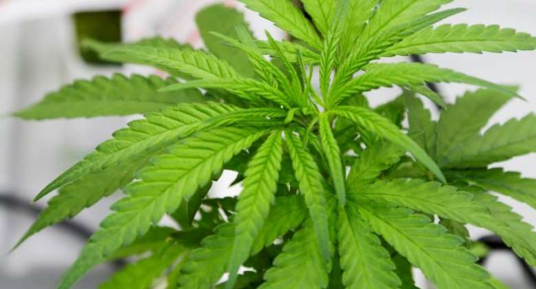 Study On Legal Cannabis: Treasury Could Take 2.4 Billion Euros
