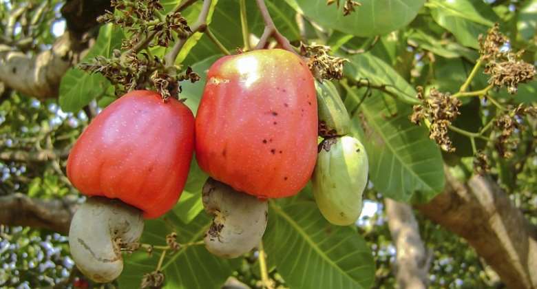 Cashew Sector Gets $15million Boost
