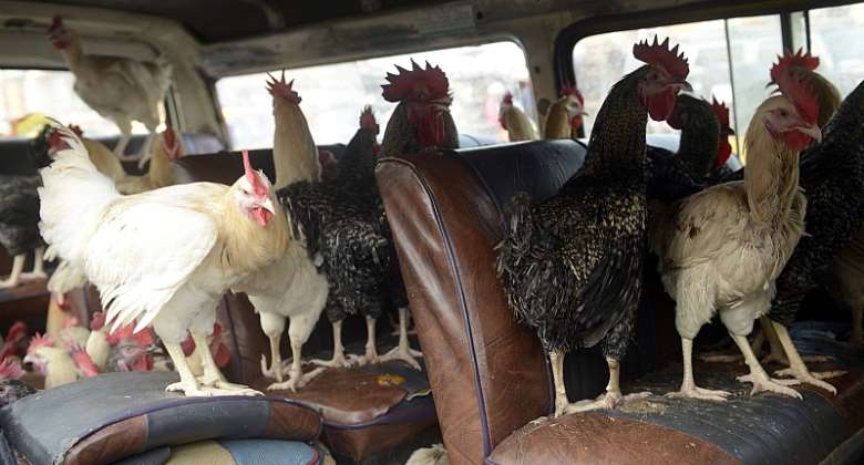 Antimicrobial use in poultry is threatening the health of consumers in Nigeria. - Source: