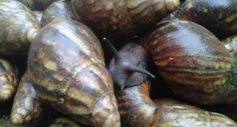 Snail Extract:  The Novel treatment for Skin Care my Dangme Tribe forbids it.