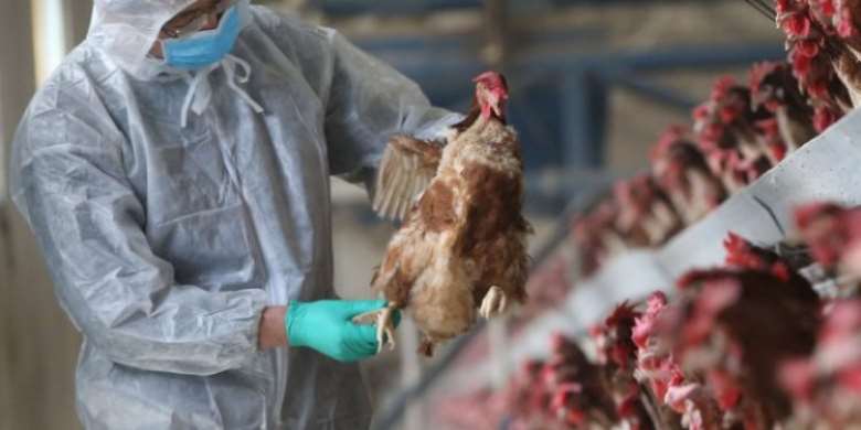 Bird Flu: Over 10,000 birds destroyed in Western Region