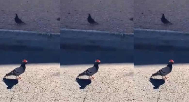 Nobody Knows Why There Are Pigeons In Cowboy Hats Roaming Las Vegas