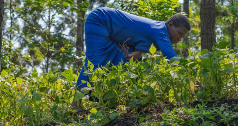 ECOTRUST works with farmers to create sustainable agroforestry systems in Uganda. Photo: ECOTRUST