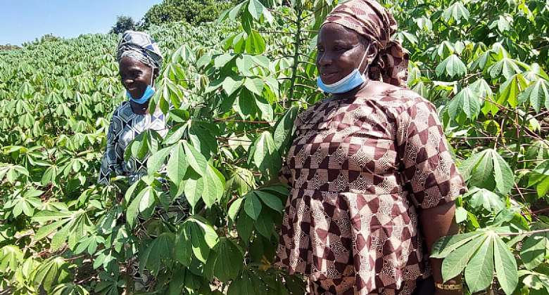 Female cassava seed entreprenuers