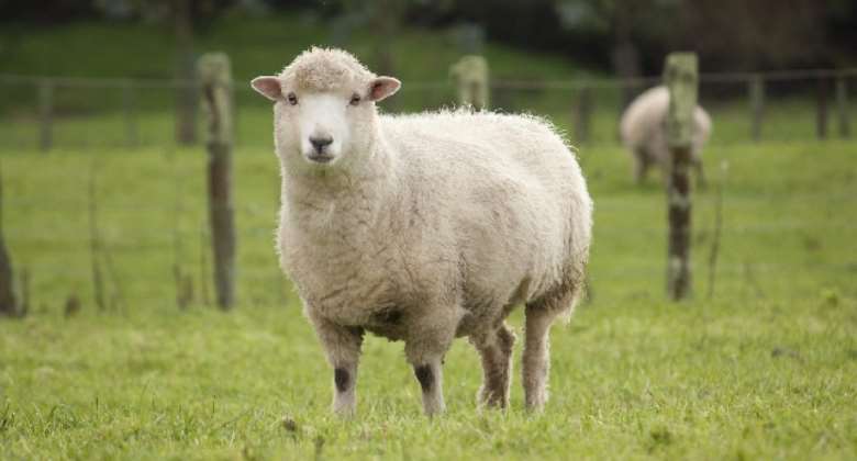 A/R: Man caught having sex with sheep on the run