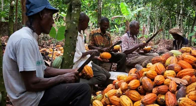 Sustainability of cocoa sector dependent on how we effectively fight galamsey – Akufo-Addo