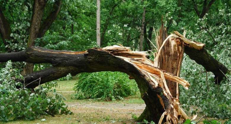 Cocoa farmer killed by fallen tree at Mankranso