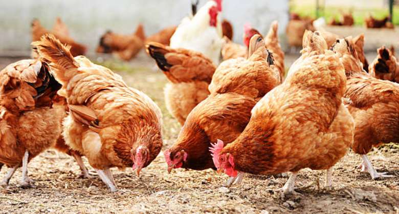 Bolga: Avian Flu Influenza confirmed in Zaare
