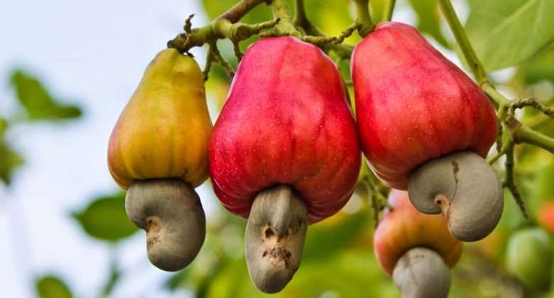 Cashew 10-Year Development Plan launched at Wenchi