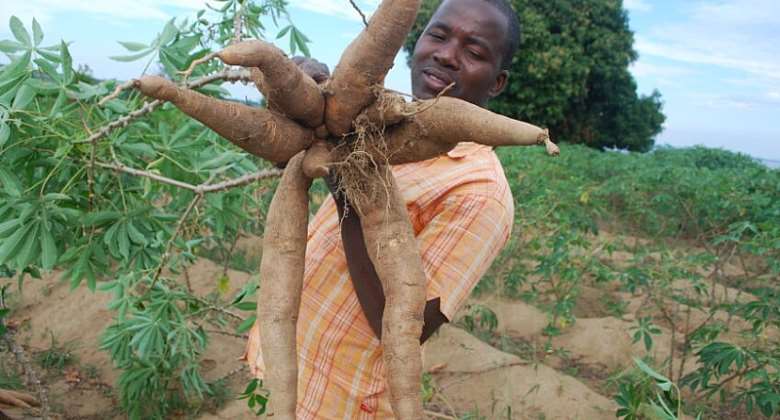 Certified seed gives boost to cassava farmers in Tanzania