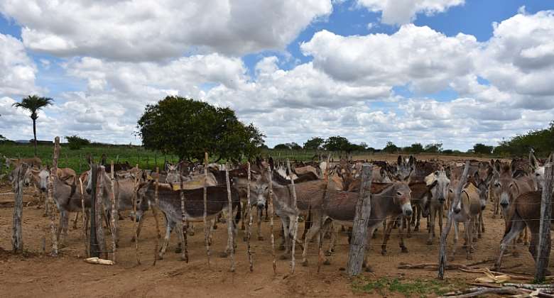 Brazil: hundreds of donkeys trapped on death farm
