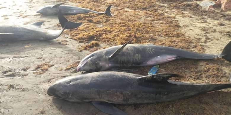 Media reports on dead fish and other aquatic mammals washed ashore in Accra and Axim-Bewire worrying