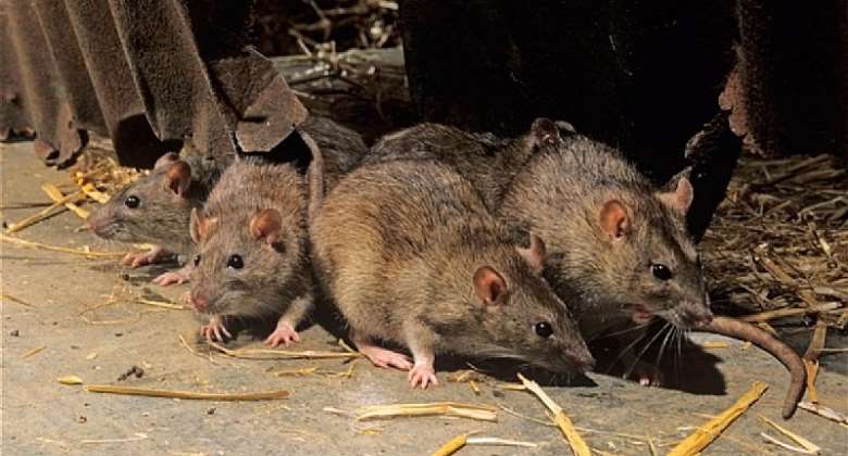 Rats torment shop owners in Tema Metropolis