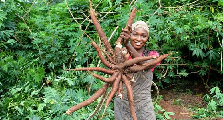 Scientists have successfully mapped African cassava genome