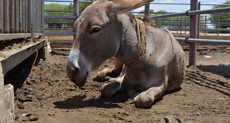 Donkey awaiting slaughter, Tanzania