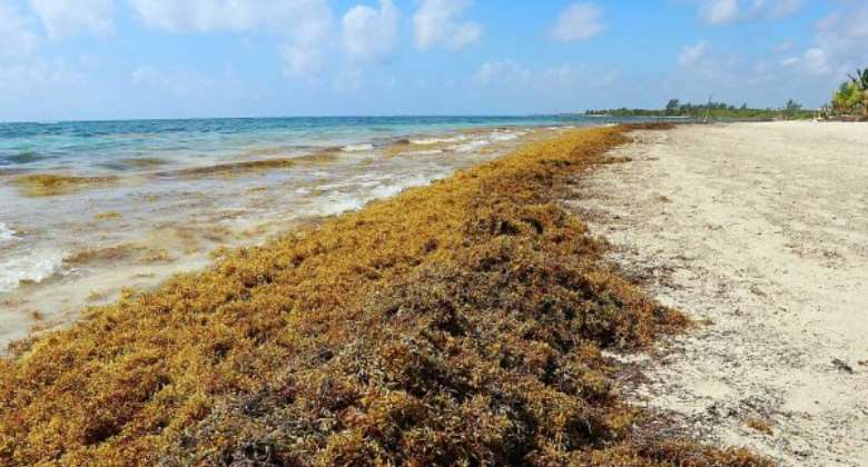 Sargassum can reduce cost of building by 40 — York University lecturer