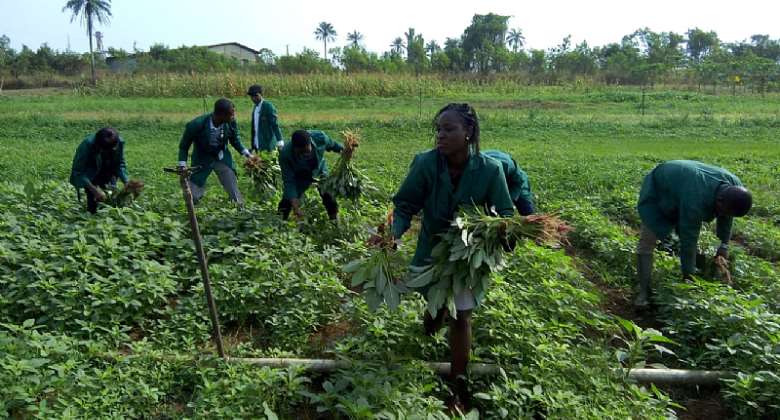 Youth Involvement Crucial To Successful Agriculture Intervention Programmes