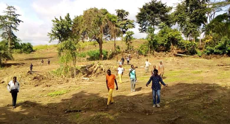 Apedwahene allegedly destroys 33 acres of farm lands, buildings at Mankrong