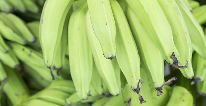 African Plantain lowers Blood Pressure due to the high Potassium content when cooked