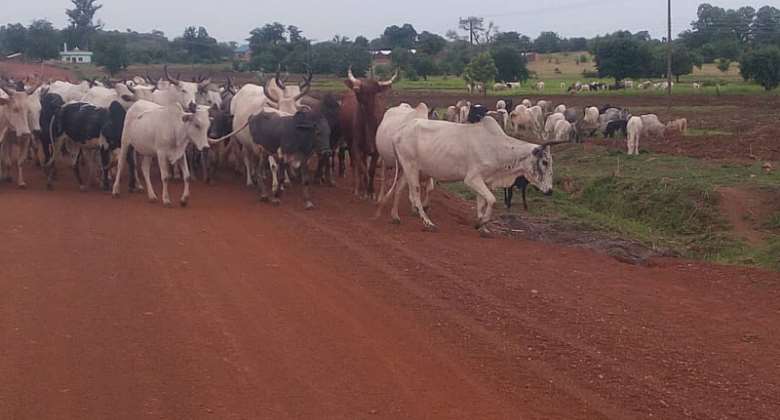 Addressing The Cattle Colony Controversy In Nigeria