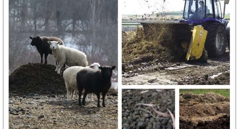 A Guide to Compost Sheep Manure for Organic Fertilizer