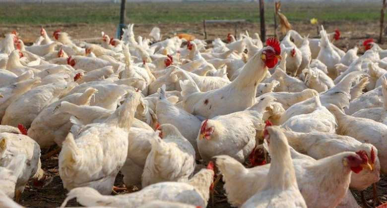 Bird Flu kills over 6,000 poultry birds in Tema West