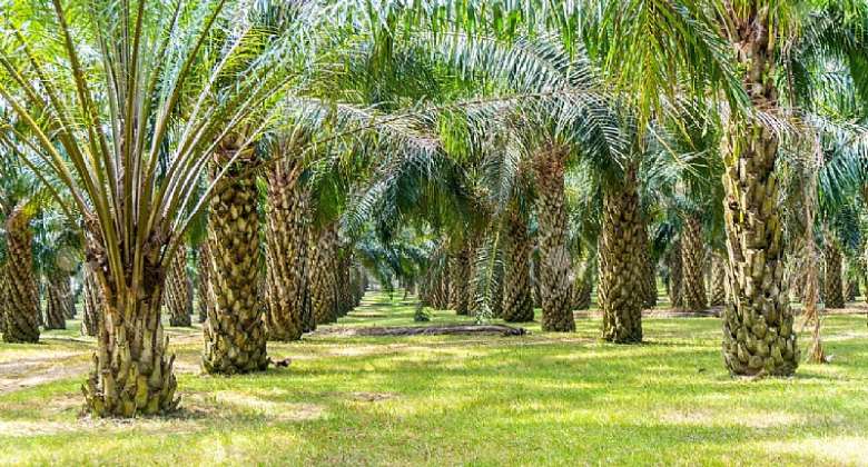 RSPO Certification Is Green Wash In Africa