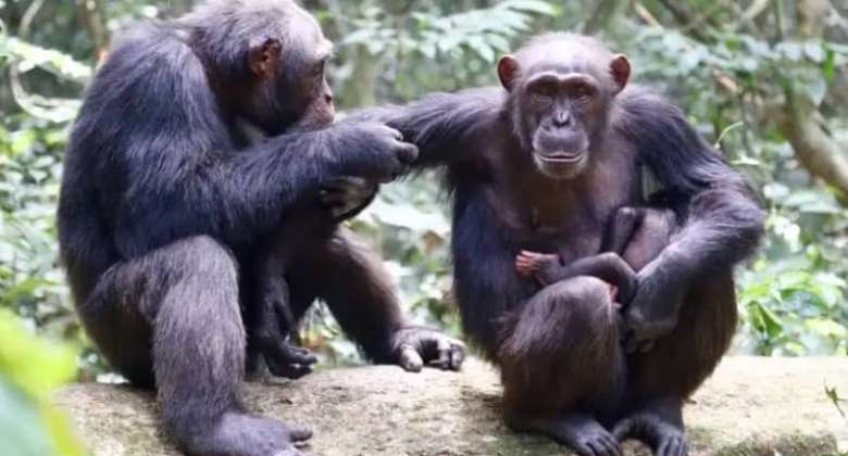 Potential of chimps food could lead to unmasking treatment of human cancers and others