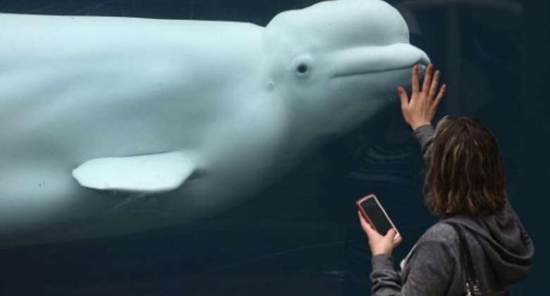 Health concerns for beluga whale spotted in River Seine near Paris